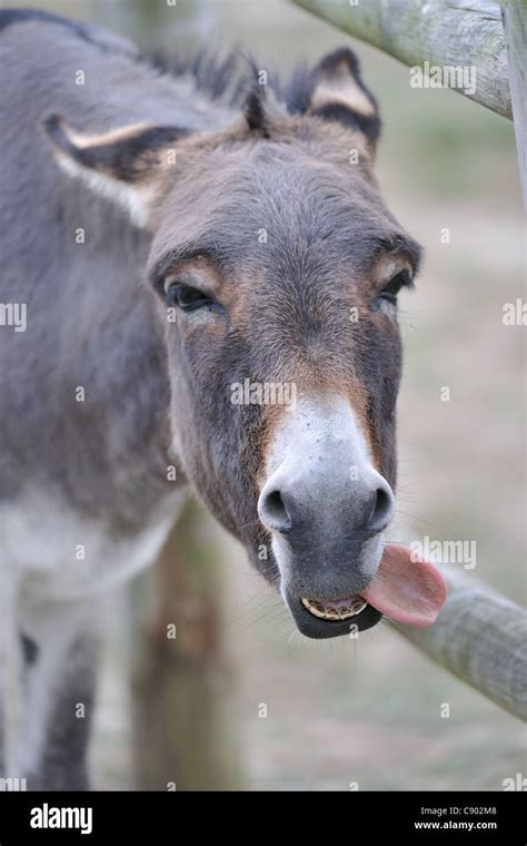 Burro Doméstico Equus Asinus Asinus Fotos E Imágenes De Stock Alamy