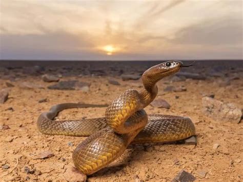 Do All Snakes Shake Their Tail Like A Rattlesnake Quora