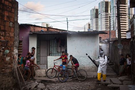 The Dangerous Conspiracy Theories About The Zika Virus The New Yorker