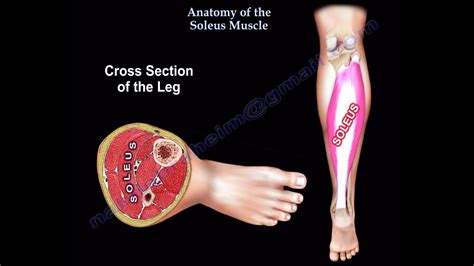 Anatomy Of The Soleus Muscle Everything You Need To Know Dr Nabil