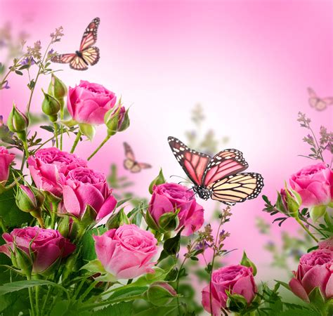 🔥 39 Pink Butterfly Wallpaper Flower Wallpapersafari
