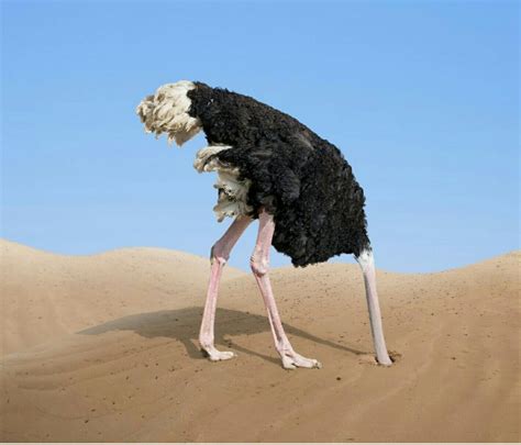 Pin By Steven Paye On Animals Head In The Sand Ostriches Animals
