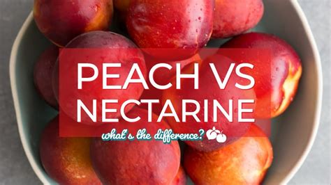 Whats The Difference Between A Peach And A Nectarine Peach My Xxx Hot