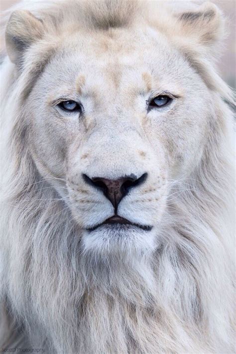 Pin By Rogs Illustrative Content Ii On Big Cats White Lion Animals