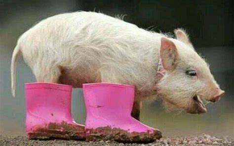 As Happy As A Pig In Mud Cute Pigs Baby Pigs Animals