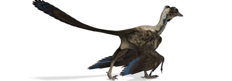 Did Dinosaurs Evolve Into Birds The Institute For Creation Research