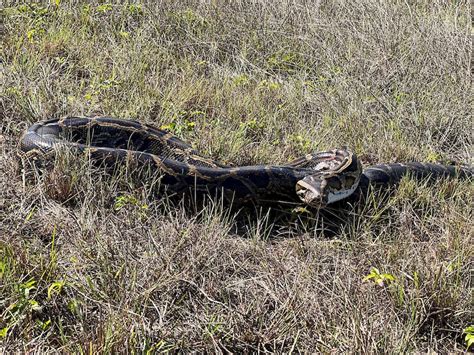 Scouting For Burmese Pythons In The Everglades News University Of