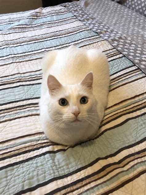 Loaf Of White Bread Cute Cats And Dogs Cute Cats Pretty Cats