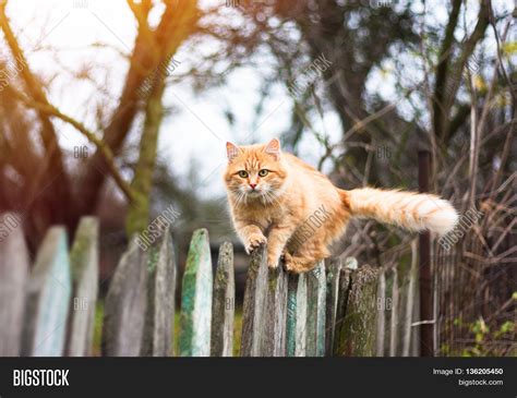 Fluffy Ginger Tabby Cat Walking On Old Wooden Fence In Autumn Garden