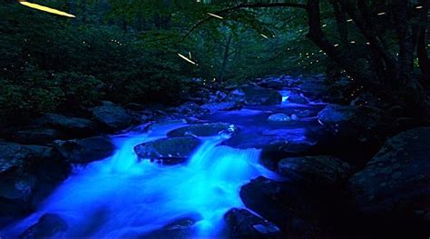 Fireflies In Great Smoky Mountains National Park National Parks Traveler