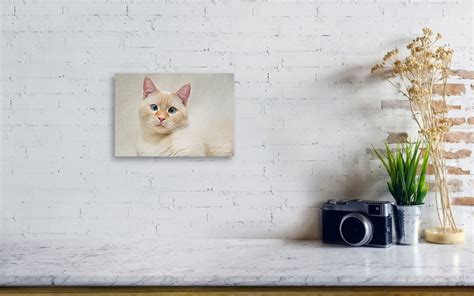 Flame Point Siamese Cat Canvas Print Canvas Art By Amy Cicconi
