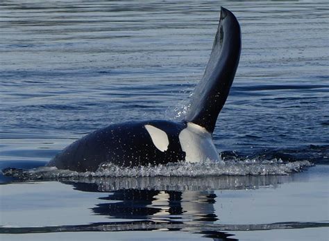 British Columbia Whale Watching Vancouver Island Orca