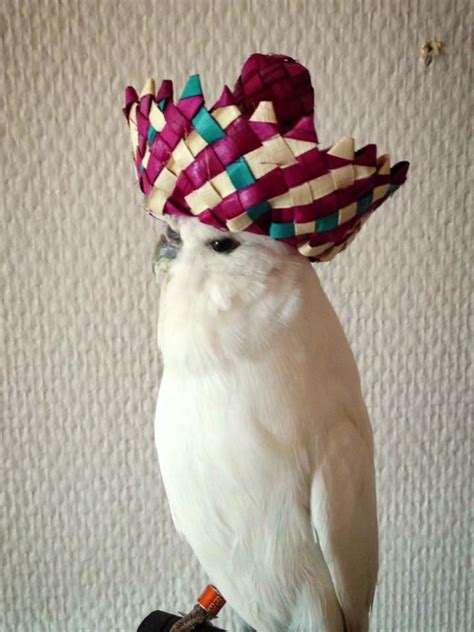 Just A Bird Wearing A Sombrero Imgur Animal Party Party Animals