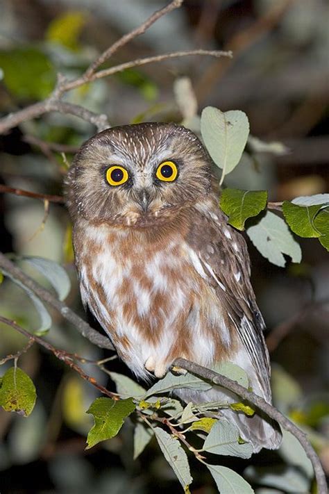 Northern Saw Whet Owl Aegolius Acadicus By Rick And Nora Bowers Owl