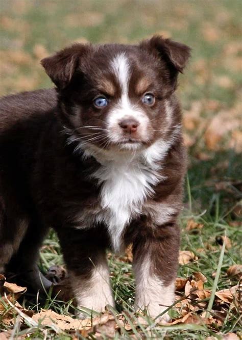 Other pups in houston, tx. Australian Shepherd Puppies For Sale | Houston, TX #316816