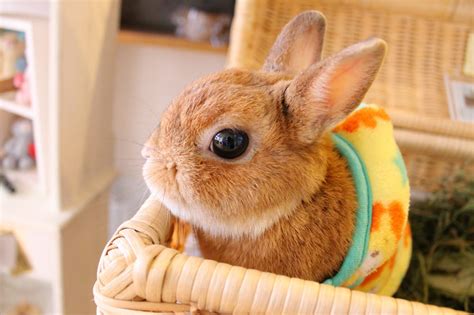 Usagi Cafe Ohisama – Super Kawaii Rabbit Cafe in Tokyo » Zooming Japan