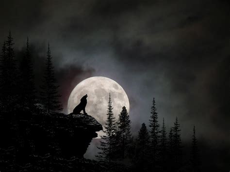 Wolf Full Moon Wallpaper Wallpapersafari