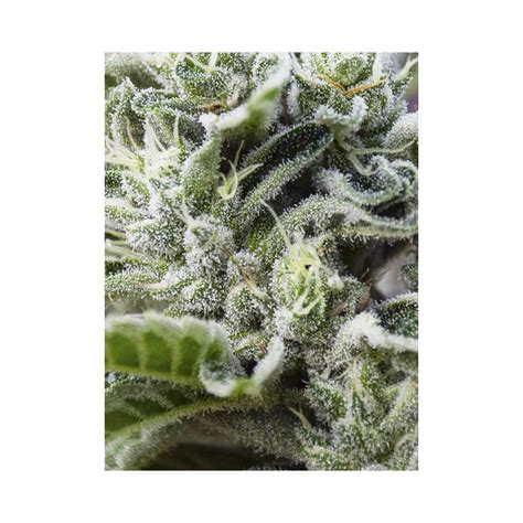 Gorilla Candy Seeds From Eva Seeds