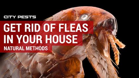 Learn How To Get Rid Of Fleas Effective Pest Control Solutions For Fleas