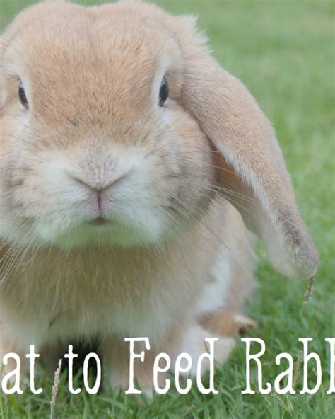 The Bored Bunny How To Entertain Your Rabbit Pethelpful By Fellow