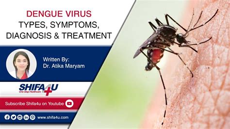 Dengue Virus Types Symptoms Diagnosis And Treatment
