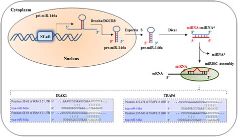 Frontiers Microrna 146a A Dominant Negative Regulator Of The Innate