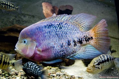 紫紅火口 香港水族網