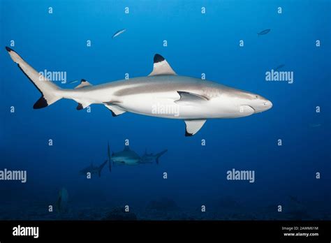 Blacktip Reef Shark Carcharhinus Melanopterus Tahiti French