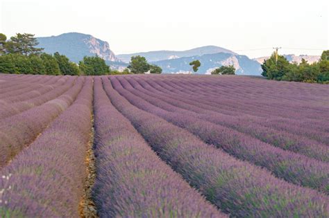 Best Lavender Fields Of Provence France 2021 Guide