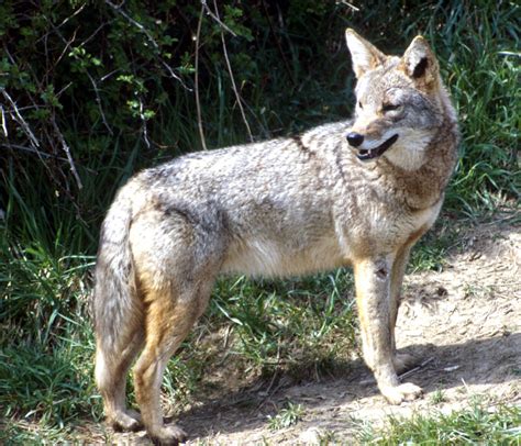 Coyote Warning From Scotch Plains Police Tapinto