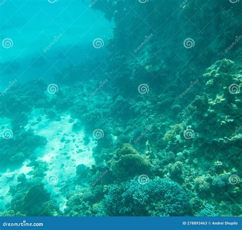 Coral Reef At The Bottom Of The Red Sea Stock Image Image Of Diving