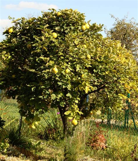 In spring they are covered with small, white clumps of flowers. Cydonia oblonga. Mission Heritage Quince. Non-native ...