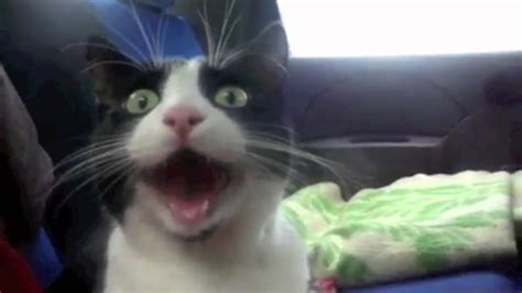 Top 25 Funniest Cat Videos D Youtube