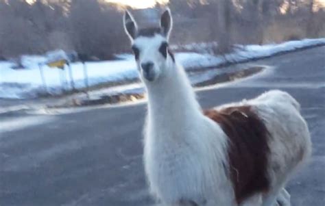 Video Man Freaks Out Over Random Llama And Goat Encounter