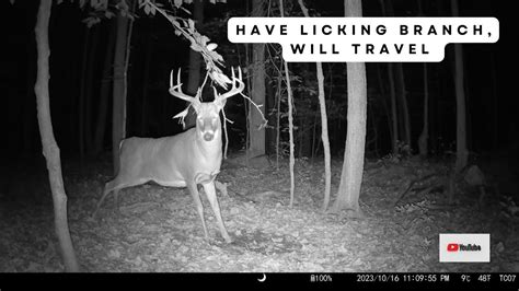 Buck Brings Licking Branch To Mock Scrape Trail Cam Video Youtube