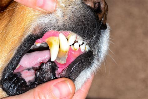 Dog Dental Disease