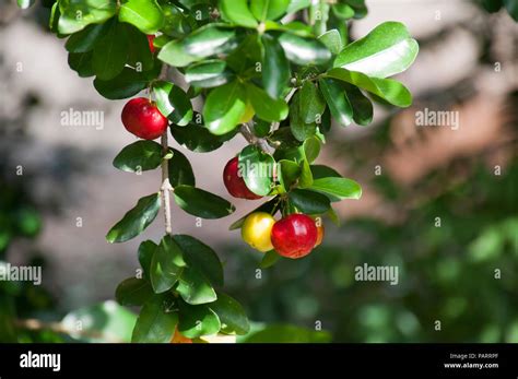 Sydney Australia Berries On A Wild Crapemyrtle Bush Stock Photo Alamy