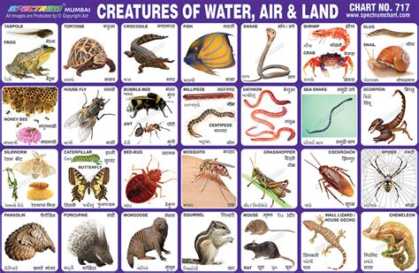 Spectrum Educational Charts Chart 717 Creatures Of Water Air And Land