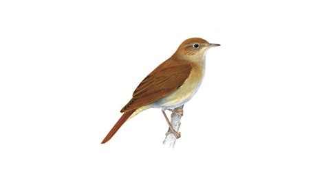 Nightingale Bird Facts Luscinia Megarhynchos The Rspb