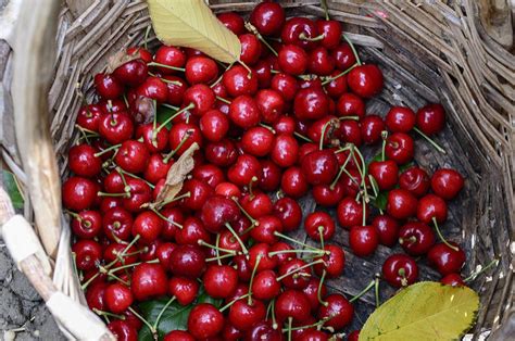 Usda To Buy 15 Million Dollars Of Tart Cherries From Domestic Farmers Wcmu Public Radio