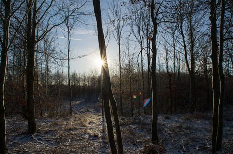 3840x2543 Aarhus Cold Denmark Forest Freezing North Sun Trees