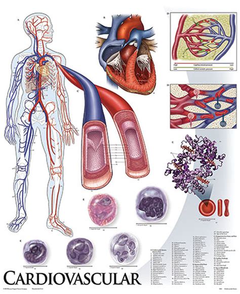 Human Physiology Anatomical Chart Series With Roller Clinical Charts