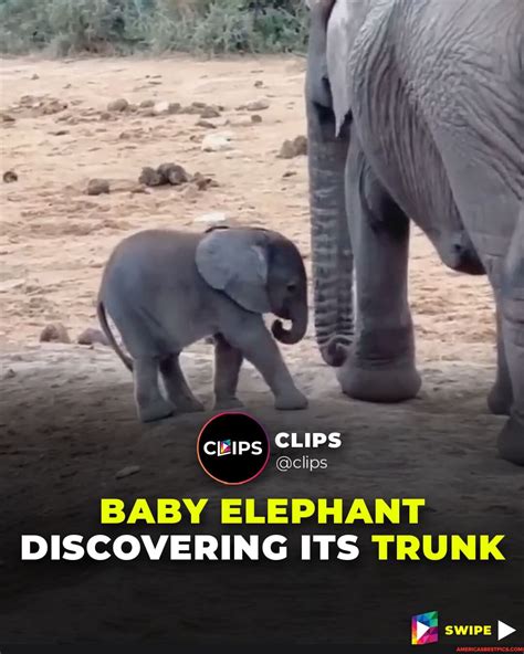 Here Are Some Interesting Facts About Baby Elephants They Are Born With