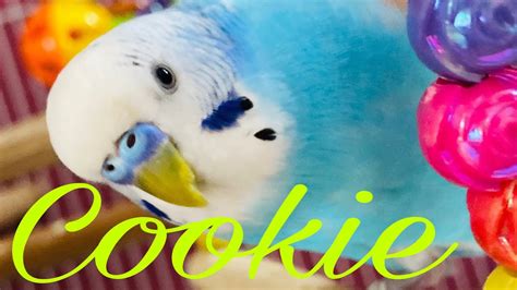 Mirror Image Budgie Cookie Youtube