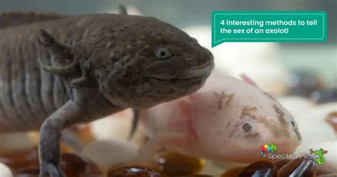 Male Or Female How To Confirm Sex Of An Axolotl