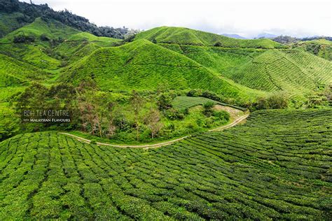British land surveyor william cameron stumbled upon the highlands in 1885, home to forests and a handful of senoi orang asli settlements (west malaysia's indigenous people). BOH Tea Centre Sungai Palas, Cameron Highlands | Malaysian ...