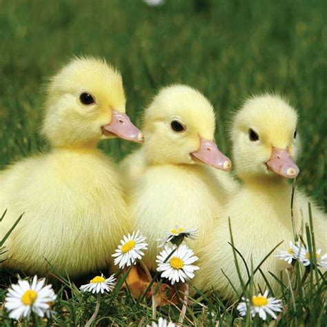 Pin By Autumn On Santos Baby Farm Animals Cute Ducklings Baby
