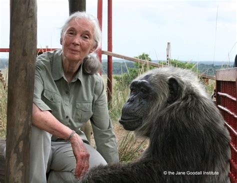 Now, those images of goodall and her work with chimpanzees in the forests of tanzania, have been made into a film documentary. Dr Jane Goodall - "animals feel like we do" | Crash Test Vegan