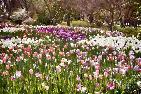 Tulips At Dallas Arboretum V51 Photograph By Douglas Barnard Fine Art