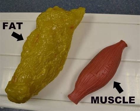 Fact Or Fake 47 Muscle Weighs More Than Fat